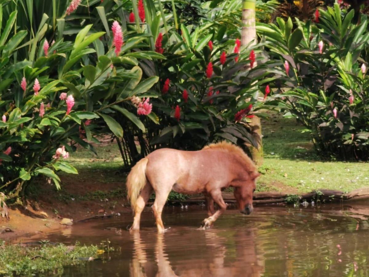 Blue River Resort & Hot Springs Liberia Εξωτερικό φωτογραφία
